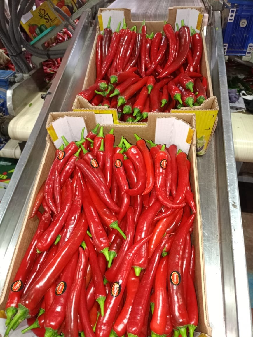 Piments rouges longs étiquetés en carton sur ligne de conditionnement