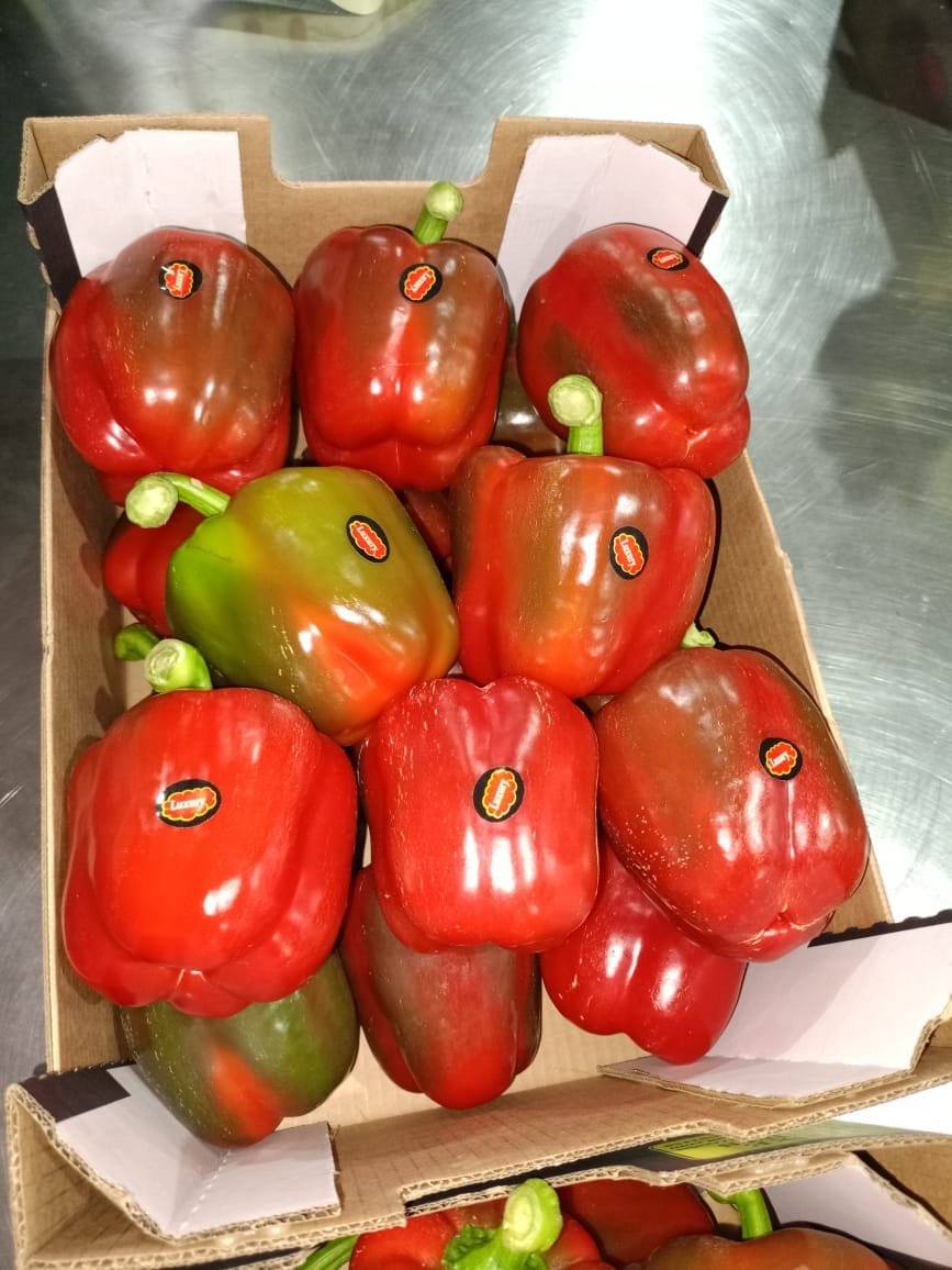 Poivrons rouges carrés calibrés et étiquetés en carton export