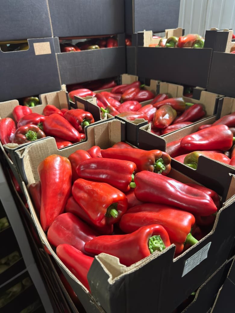 Cartons de poivrons rouges en chambre froide avant export
